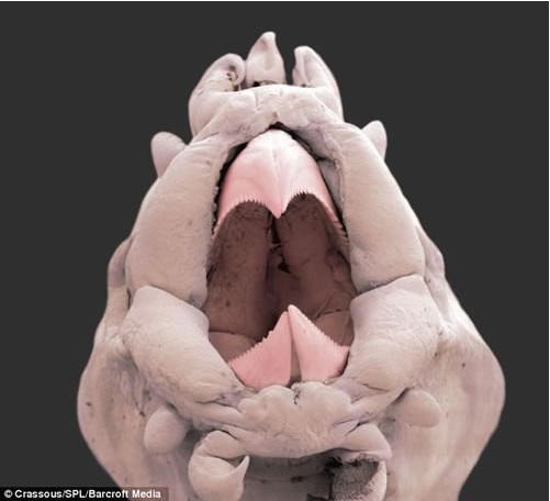 ����ˮ�µĿ��¹��� �ֲ��ĺ��۳棨ͼ��