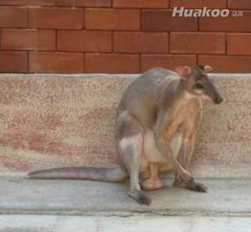 Ӳ�Ǳ���ͼ�׷��ˣ�