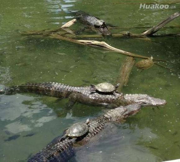 �������ڲ�������׷��� ��Ц��ͼ