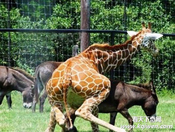 �����İ��ĳ��ͳ��� ǿ����������ͼ�̵�(��ͼ)